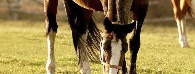 Etiam dictum egestas