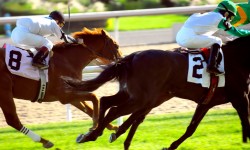 Etiam commodo convallis