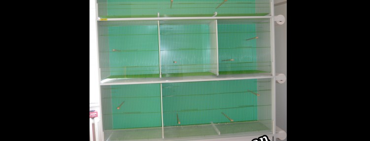 Model 33-CD-RULOLU-SALMA